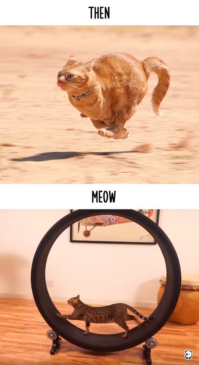 gatosetecnologia4